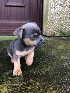 Rare Jack Russel Terrier Puppies