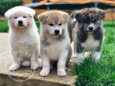 Amazing Japanese Akita Inu Puppies