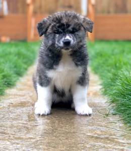 Japanese Akita Inu puppies-5da36bbf15d9b