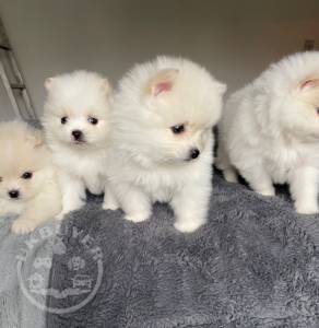 beautiful-pomeranian-puppies-5f9ebc5ebf89e