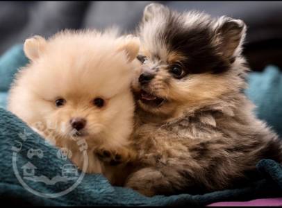 Pomeranian -puppies-5fabd48d1fadd