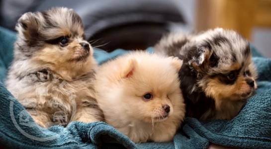 Pomeranian -puppies-5fabd48d8dcfe