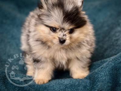 Pomeranian Puppies