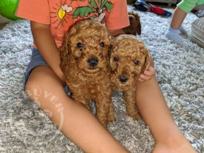 Poodle Puppies