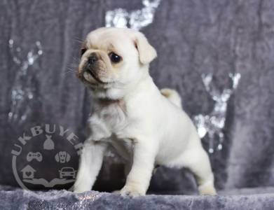 amazing-rare-coloured-pug-puppies-5fd546d56c16c