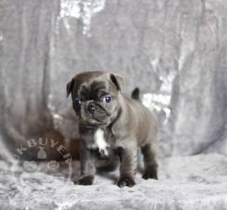 amazing-rare-coloured-pug-puppies-5fd546d5a8b98