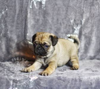 Stunning Pug Puppies