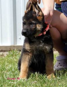 Gorgeous    German Shepherd puppies sale