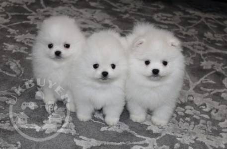 Gorgeous puppies playful pomeranina ra good home