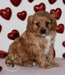 Super beautiful cavapoo ready now for sale