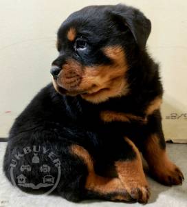 ***7 Litter of 8 Rottweiler pupps,(suzy)****