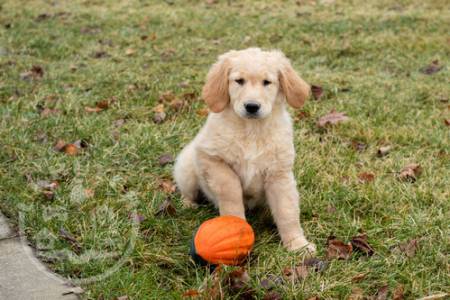 Gorgeous    Golden retriver  puppies sale