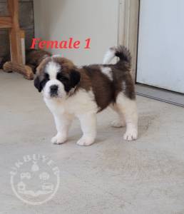 Gorgeous saint bernard   puppies playful puppies