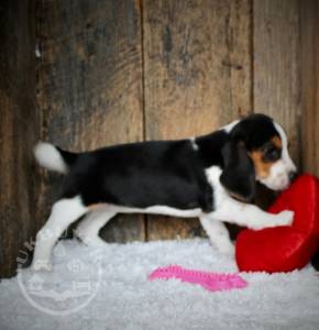 adorable, beagle r  and girls available