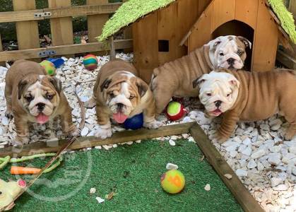  English Bulldog Puppies for Sale 