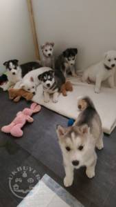  Siberian husky puppies available for Sale 