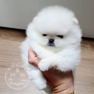 Teacup Pomeranian Puppies for sale 