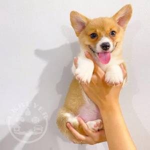  Pembroke Welsh Corgi Puppies for sale 