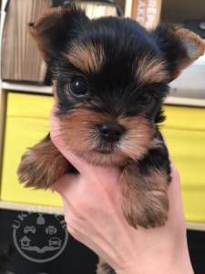   Yorkie Puppies for Sale  