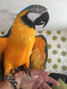 Pair of Blue and Gold Macaw Parrots For Sale 