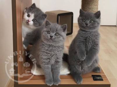 british shorthair kittens for Sale