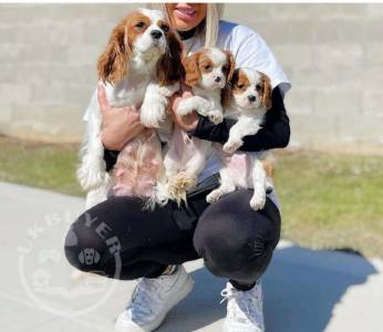  Cavalier King Charles Spaniel puppies for Sale  