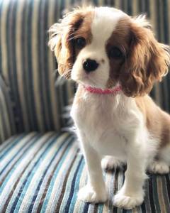 Cavalier King Charles Puppies