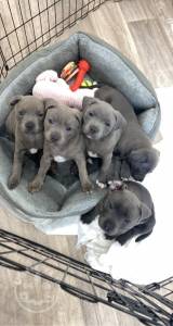 Staffordshire Bull Terrier Puppies