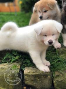 Japanese Akita Inu-puppies-5da43b1968392