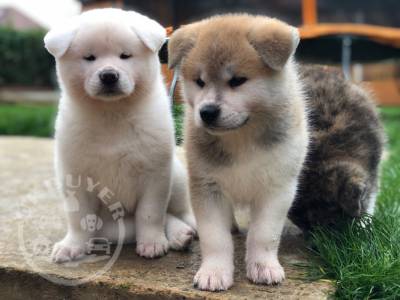 Stunning Japanese Shiba Inu Puppies
