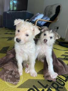 Alaskan Malamute Puppies