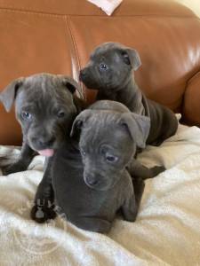 Staffordshire Bullterrier puppies