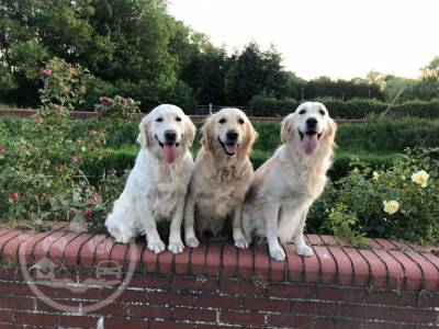 golden-retriever-pups-health-tested-parents-5fd0fe3191e59