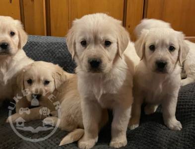 Pedigree Golden Retriever Puppies