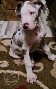 great-dane-puppies-for-sale-5fd35a3586b09