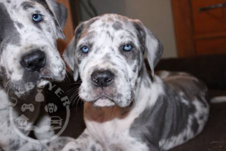 Great Dane Puppies