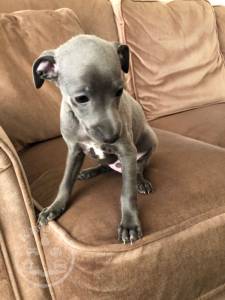 Italian Greyhound 5dcf2290c05a4