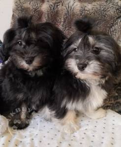 Purebreed Havanese puppies