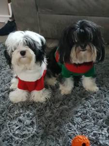 purebreed-havanese-reserving-now-5da0658177b26