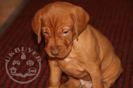 delightful-home-bred-hungarian-vizsla-pups-5dc96a83c9229