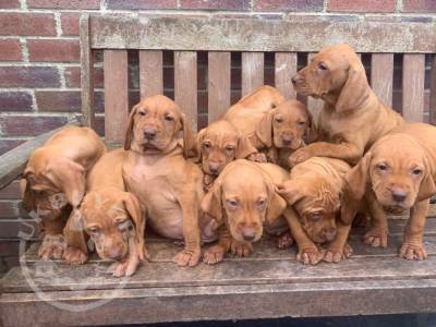 Hungarian Vizsla Puppies