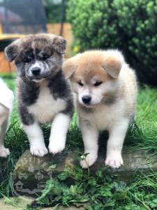Amazing Japanese Akita Inu Puppies