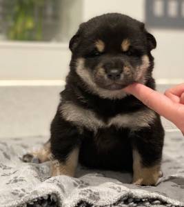 Stug Japanese Shiba Inu Puppies