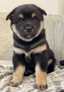 kc-reg-japanese-shiba-inu-pups-5da1d2990d4de