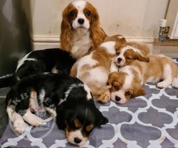 Beautiful Cavalier King Charles Puppies