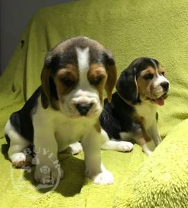 Beagle Puppies 