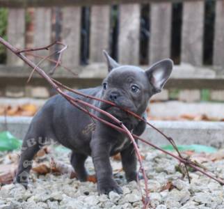 French Bulldog Puppies