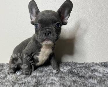 Male and Female French Bulldog puppies