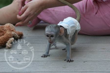 Google Approved Diaper Trained Capuchin & Marmoset Monkey.whatsapp me at: +447418348600