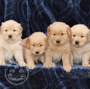 Charming Golden Retriever Puppies for sale